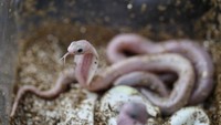 Foto-foto ular kobra albino ini diabadikan oleh seorang fotografer asal Rusia, Lika Ivanova.