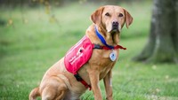 Daisy adalah labrador yang sudah menjadi Medical Detection Dogs sejak pertama organisasi ini didirikan.  