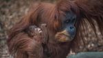 Ini Kesuma, Bayi Orangutan Sumatera Langka yang Lahir di Inggris
