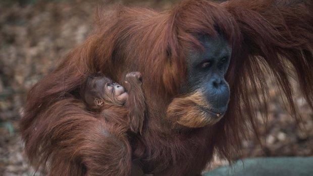 Ini Kesuma, Bayi Orangutan Sumatera Langka yang Lahir di Inggris