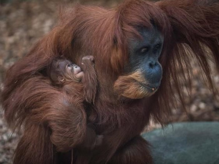 Ini Kesuma Bayi Orangutan Sumatera Langka  yang Lahir di 