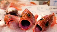 Pasar ini masuk ke dalam salah satu ikon kota Barcelona. Pasar yang paling terkenal di Barcelona, juga salah satu pasar dengan kualitas terbaik di Eropa dan di dunia. Foto: Jennifer Booher