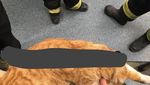 Foto: Kucing Ajaib Ini Berhasil Selamat Meski Tertusuk Pagar Besi