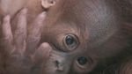 Ini Kesuma, Bayi Orangutan Sumatera Langka yang Lahir di Inggris