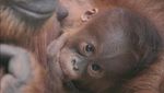 Ini Kesuma, Bayi Orangutan Sumatera Langka yang Lahir di Inggris