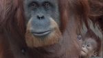 Ini Kesuma, Bayi Orangutan Sumatera Langka yang Lahir di Inggris