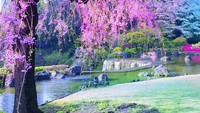 Identik dengan bunga sakura, Mish juga pergi ke Tokyo untuk menikmati sakura yang mekar sekali setahun tersebut. (Michellephan/Instagram)