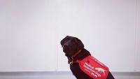 Hitam dan menggemaskan, Rumba adalah anggota tim pendeteksi penyakit Parkinson. (Foto: Facebook/Medical Detection Dogs) 