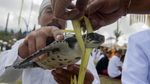 Foto: Umat Hindu Bali Kurbankan Rusa Jelang Hari Raya Nyepi