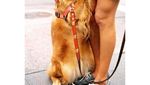 Foto: Anjing yang Gemar Peluk Orang di New York