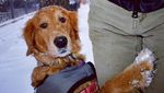 Foto: Anjing yang Gemar Peluk Orang di New York