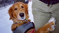 Awalnya, anjing yang juga akrab disapa Loubie ini hanya belajar bersalaman dan bergandengan saja. Namun, tiba-tiba ia menjadi gemar memeluk orang lain (loboutinanyc/Instagram)