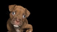 Ada pula potret anjing yang mengalami kelumpuhan. Kasihan ya. 
