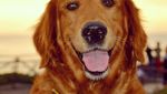 Foto: Anjing yang Gemar Peluk Orang di New York