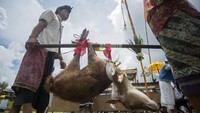 Penampakan rusa yang akan dikurbankan (Foto: Dok. Nyoman Budhiana/ANTARA)