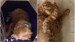 Deretan Kisah Malang Anjing di Pesawat: Mati hingga Nyasar Jauh