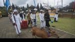 Foto: Umat Hindu Bali Kurbankan Rusa Jelang Hari Raya Nyepi