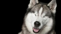 Potret anjing yang mengalami kebutaan. 