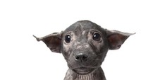 Anjing Bali Pip ini mengalami kudis pada kulitnya. 