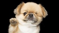 Anjing ini mengalami kebutaan pada mata sebelah kirinya. 