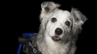 Anjing ini menggunakan alat untuk dapat bergerak. 