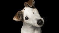 Anjing yang mengalami kebutaan pada sebelah matanya. 