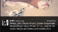 One Direction juga pernah jadi korban fans fanatiknya, yakni seorang wanita yang menyiksa anjingnya agar bisa di follow oleh boyband idolanya itu. (Dok. Twitter)