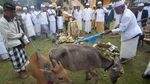 Foto: Umat Hindu Bali Kurbankan Rusa Jelang Hari Raya Nyepi