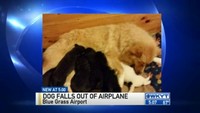 Seekor anjing meninggal setelah jatuh dari pesawat saat lepas landas di Blue Grass Airport di Kentucky. Pesawat itu disewa oleh Pilot N Paws, sebuah organisasi nirlaba yang membantu penyelamatan hewan untuk mendapatkan tempat baru.