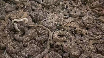 Foto: Ngeri! Saat Texas Diserang Ular Derik