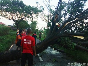 7 Pohon Tumbang Akibat Hujan Deras dan Angin Kencang di Kudus