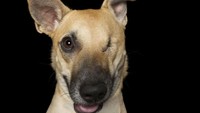 Kemudian kembali seekor anjing yang mengalami kebutaan. 