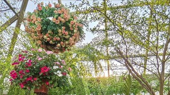 Hasil jepretan ponsel ini juga sangat tajam. Foto: Vivo