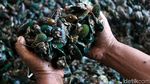 Ini Lho Pusat Kerang Hijau di Jakarta