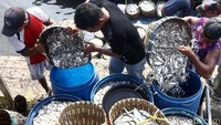 Hasil tangkapan mereka dijual di TPI Cilincing.