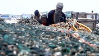 Pekerja tengah membersihkan kerang yang baru datang.