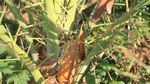 Foto: Kebun Kurma di Aceh yang Siap Panen Mei 2018