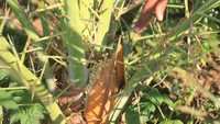 Kurma tetap dapat berbuah saat ditanam di Indonesia. Syaratnya, bibitnya harus betina dan memiliki pohon kurma jantan sebagai penyerbuk. Biasanya, dalam waktu tiga tahun kurma sudah mulai berbuah. 