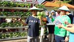 Kemendes Panen Tanaman Hidroponik