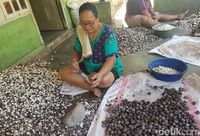 Jagung Terenak di Indonesia Hanya Ada di Serambi Madinah