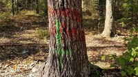 Dan hutan ini pun cukup populer di kalangan turis, banyak yang penasaran uji nyali kemari. Sayangnya pepohonan di sini tak lepas dari vandalisme (thatmodernmombie/Instagram)