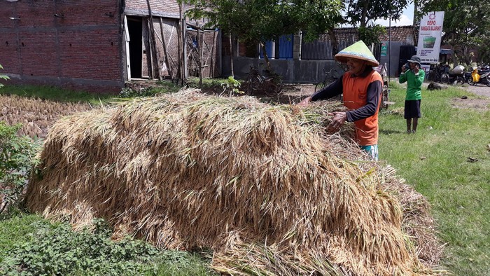Bulog Targetkan Serap Gabah Petani 75.469 ton di DIY