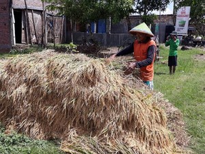 Bulog Targetkan Serap Gabah Petani 75.469 ton di DIY