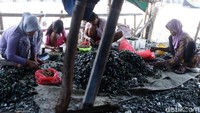 Proses pembersihan kerang hijau.
