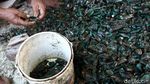 Ini Lho Pusat Kerang Hijau di Jakarta