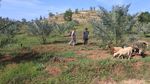 Foto: Kebun Kurma di Aceh yang Siap Panen Mei 2018