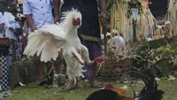 Umat Hindu menggelar sabung ayam dalam rangkaian upacara Tawur Kesanga menjelang Hari Raya Nyepi Tahun Saka 1940 di Pura Besakih, Karangasem, Bali, Jumat (16/3). ANTARA FOTO/Nyoman Budhiana