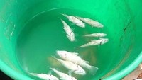 Kejadian hujan ikan juga pernah terjadi di kawasan gurun terpencil di Australia, Lajamanu pada 2010 silam. Ikan ini diduga terbawa badai hingga jatuh di kawasan itu (Foto: NT NEWS NEWSBREAKER CHRISTINE BALMER)
