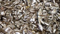 Ikan teri hasil tangkapan nelayan.