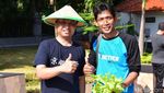 Kemendes Panen Tanaman Hidroponik